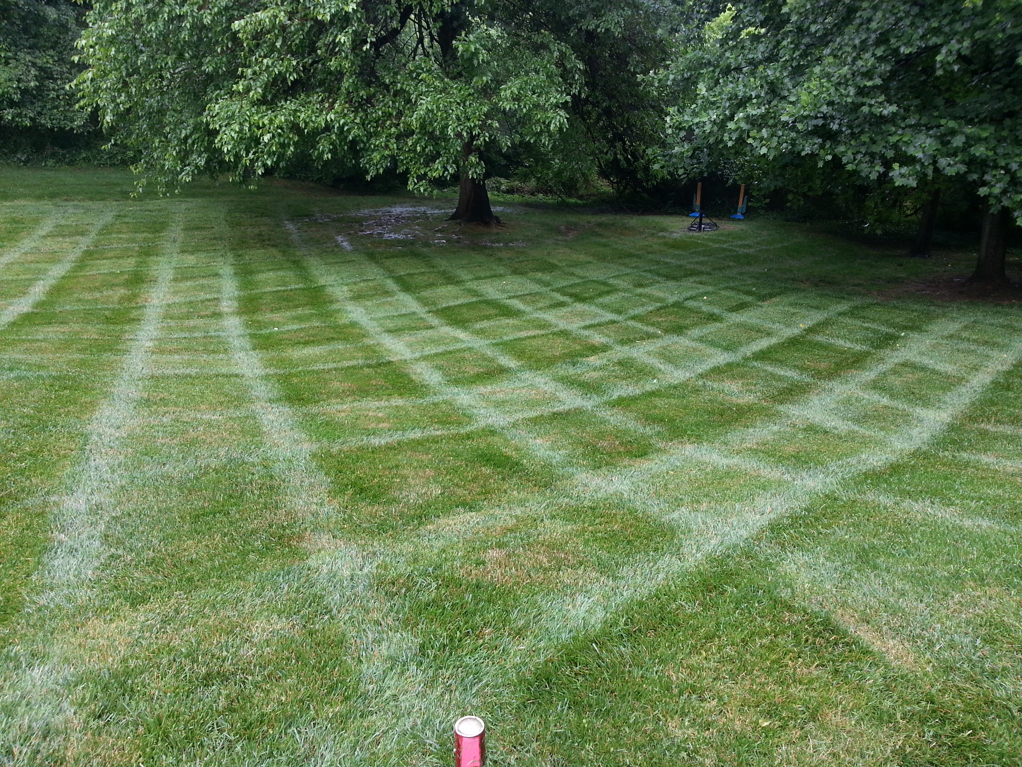 After — Thin & Patchy to Thick & Green