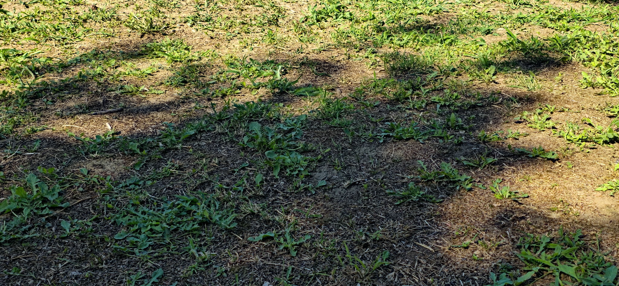 Before — Weed-Infested to Weed-Free