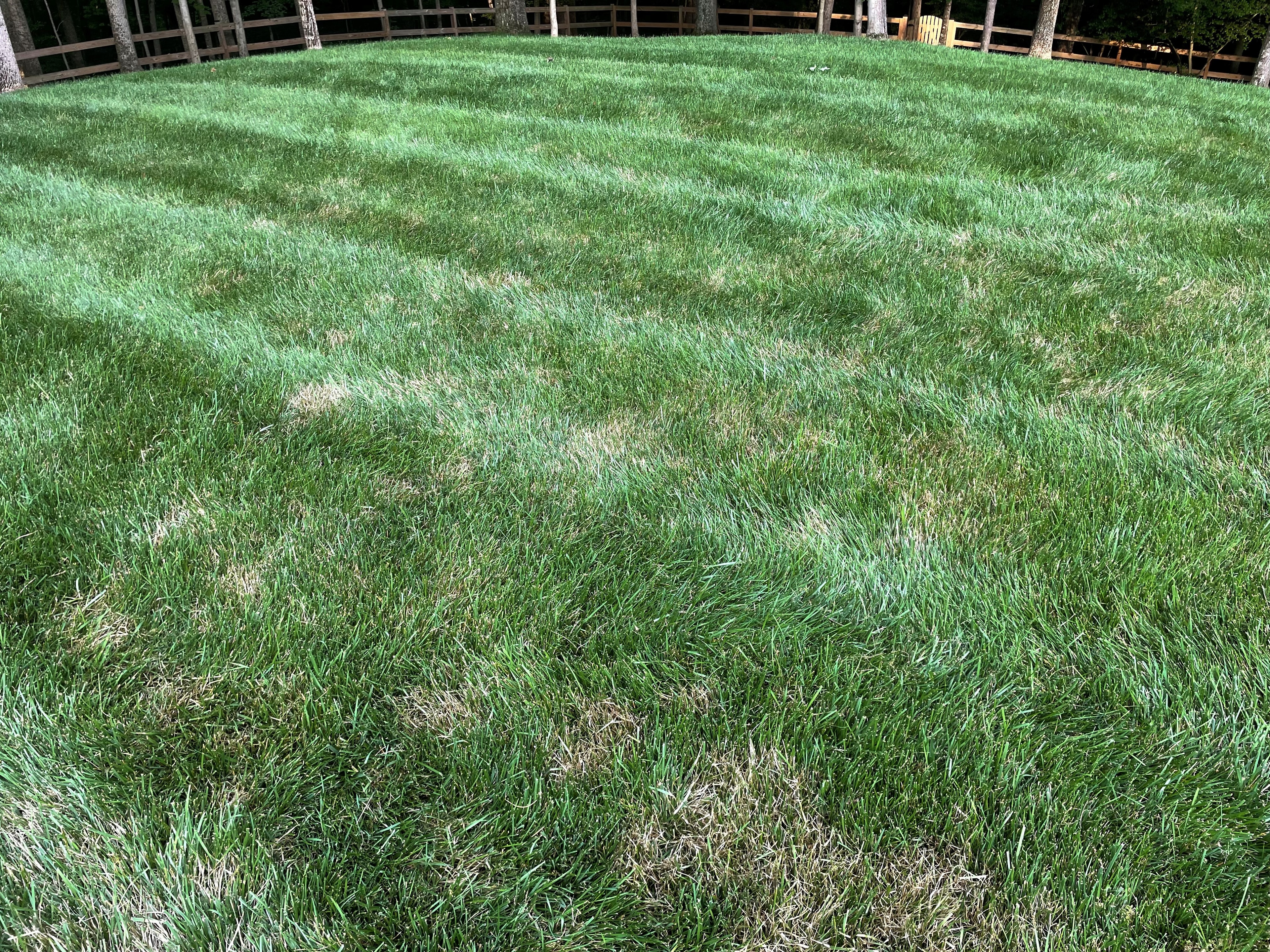 Turf Disease Management