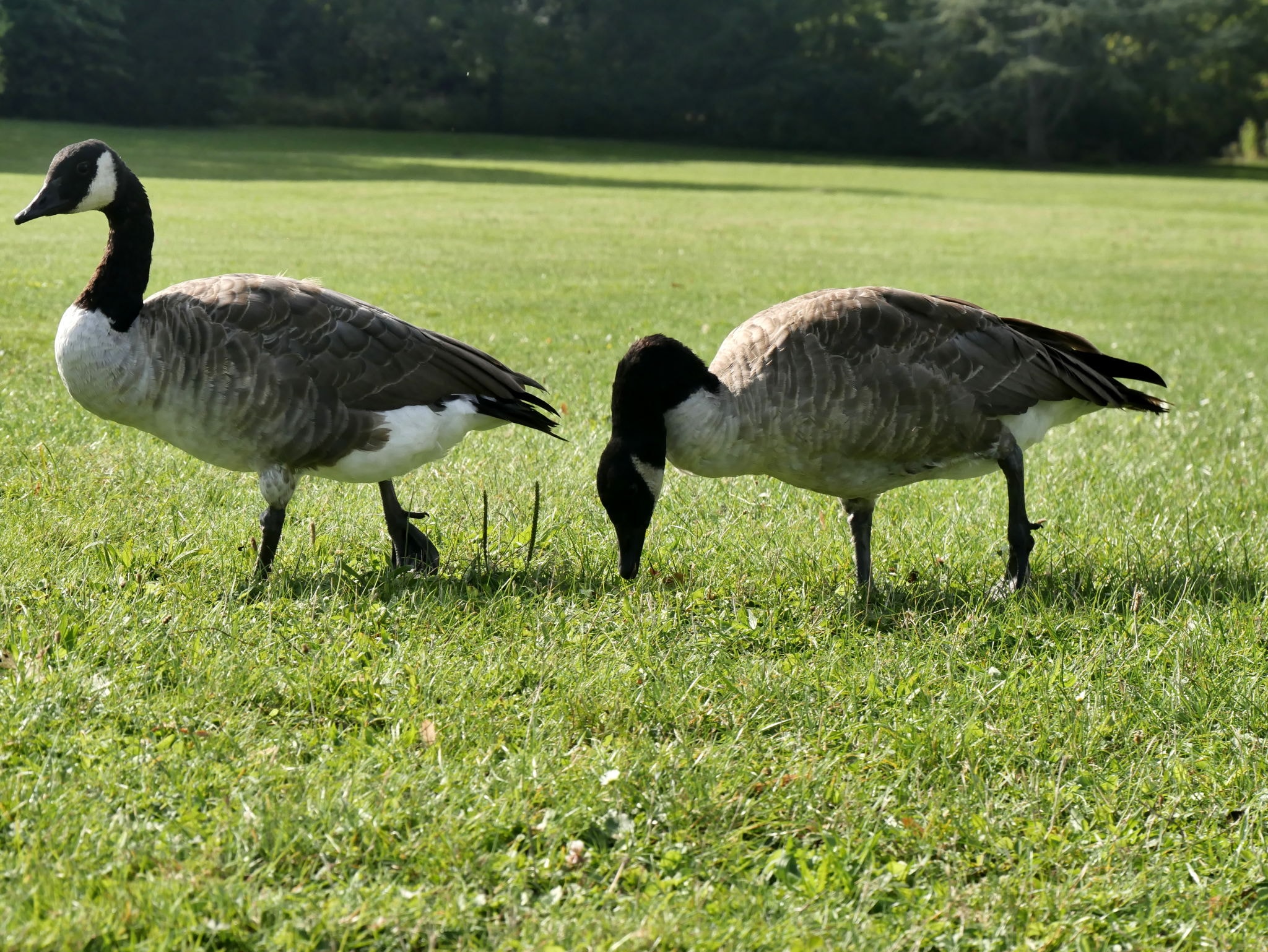 Goose Control