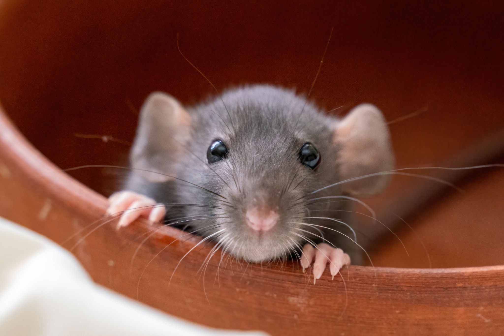 Rodent Control