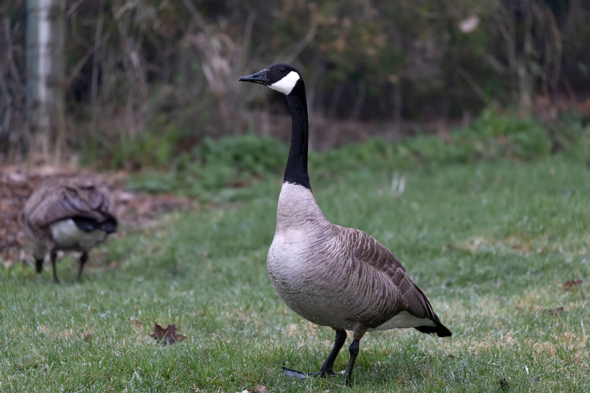 Wildlife Control