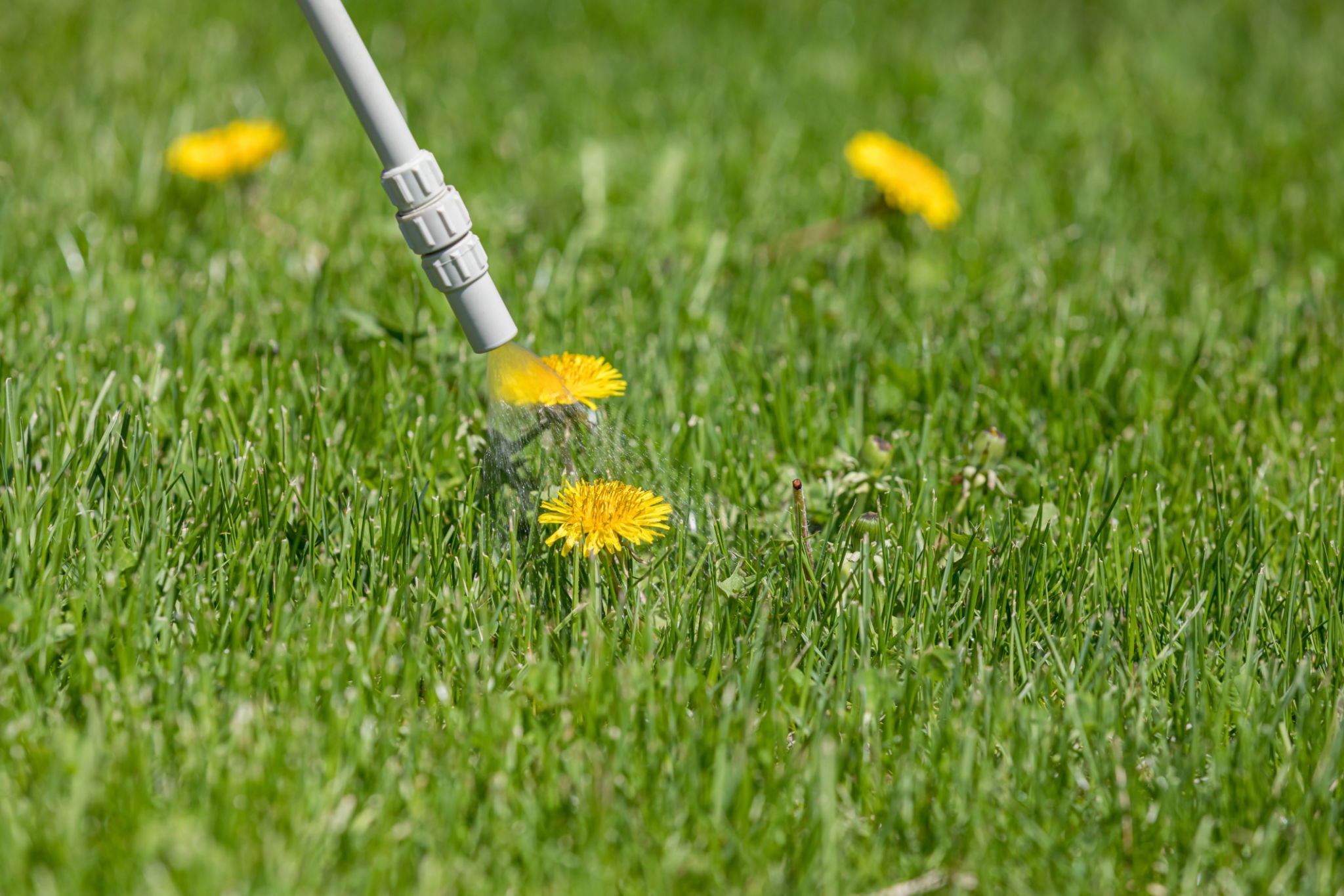 Weed Control